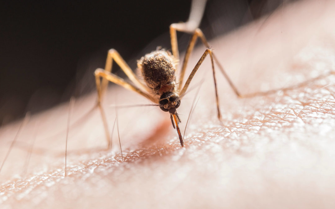West Nile Virus in Mosquitoes: Accurately Predicting Outbreaks with Data Science
