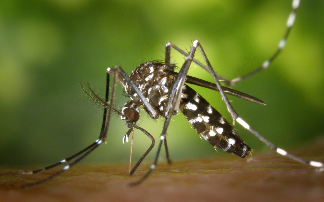 How Predictive Analytics Can Combat the Zika Virus